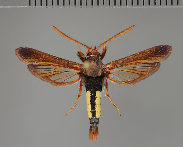/filer/webapps/moths/media/images/C/callipleura_Paranthrene_AM_Fiebig.jpg