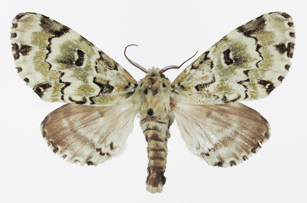 /filer/webapps/moths/media/images/C/callipona_Thiacidas_AF_Basquin.jpg