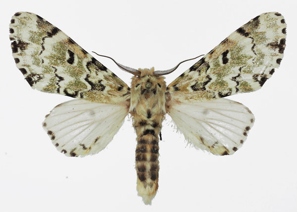 /filer/webapps/moths/media/images/C/callipona_Thiacidas_AM_Basquin.jpg