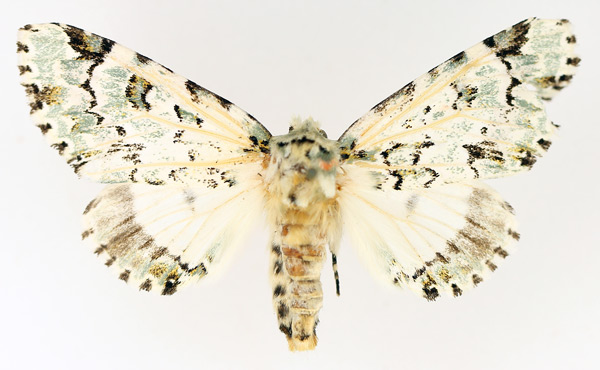 /filer/webapps/moths/media/images/C/callipona_Thyacidas_AF_TMSA_01.jpg