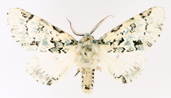 /filer/webapps/moths/media/images/C/callipona_Thyacidas_AF_TMSA_02.jpg