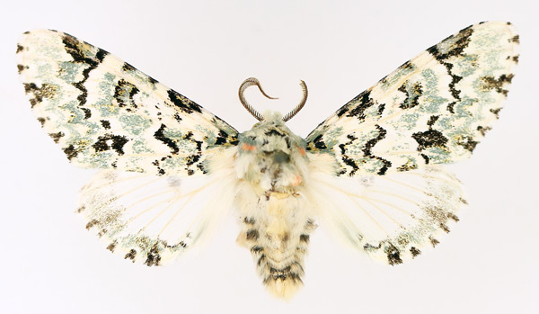 /filer/webapps/moths/media/images/C/callipona_Thyacidas_AM_TMSA_01.jpg