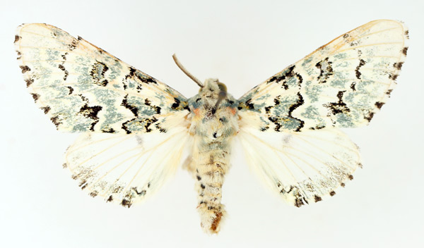 /filer/webapps/moths/media/images/C/callipona_Thyacidas_AM_TMSA_02.jpg