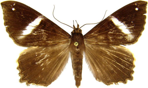 /filer/webapps/moths/media/images/C/callista_Geometrimima_AM_MCJM.jpg
