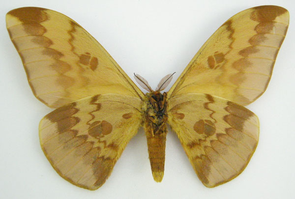 /filer/webapps/moths/media/images/C/callista_Lobobunaea_HT_NHMUKb.jpg