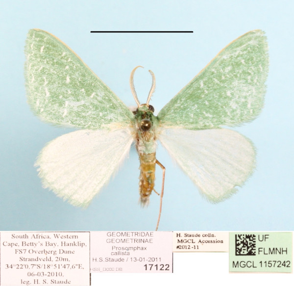 /filer/webapps/moths/media/images/C/callista_Prosomphax_A_MGCLa_01.JPG