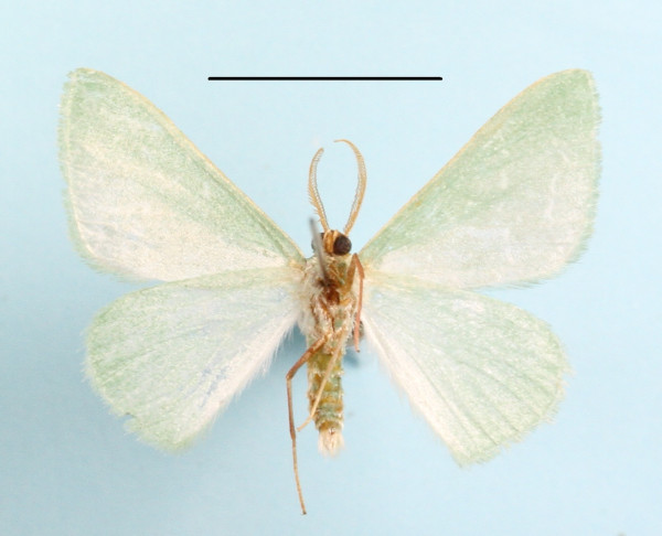 /filer/webapps/moths/media/images/C/callista_Prosomphax_A_MGCLb_01.JPG