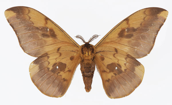/filer/webapps/moths/media/images/C/callista_Pseudobunaea_AM_Basquinb.jpg