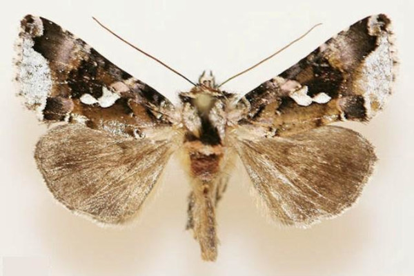 /filer/webapps/moths/media/images/C/callista_Thysanoplusia_A_Legrain.jpg