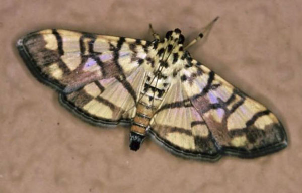 /filer/webapps/moths/media/images/C/callixantha_Pardomima_AF_Roland.jpg