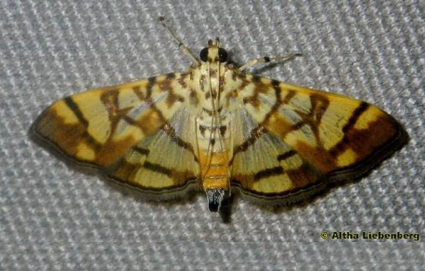 /filer/webapps/moths/media/images/C/callixantha_Pardomima_AM_Liebenberg_01.jpg