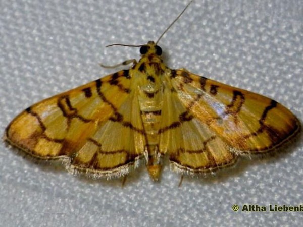 /filer/webapps/moths/media/images/C/callixantha_Pardomima_AM_Liebenberg_02.jpg