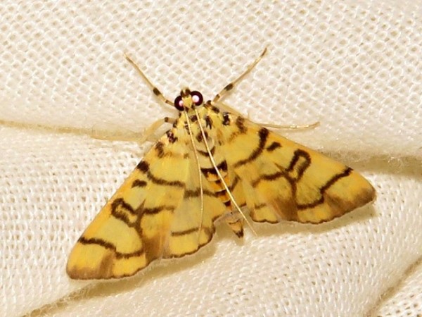 /filer/webapps/moths/media/images/C/callixantha_Pardomima_A_Braun.jpg