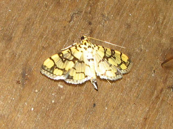 /filer/webapps/moths/media/images/C/callixantha_Pardomima_A_Goff_01.jpg