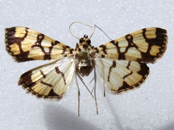 /filer/webapps/moths/media/images/C/callixantha_Pardomima_A_Goff_02.jpg