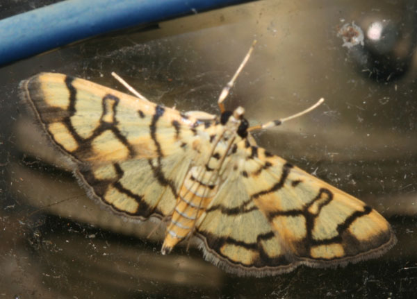 /filer/webapps/moths/media/images/C/callixantha_Pardomima_A_Roland.jpg