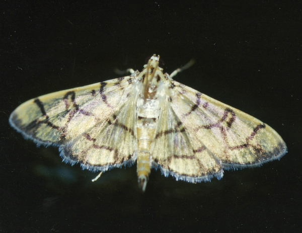/filer/webapps/moths/media/images/C/callixantha_Pardomima_A_Roland_01.jpg