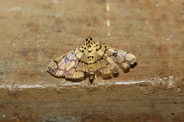 /filer/webapps/moths/media/images/C/callixantha_Pardomima_A_Voaden.jpg