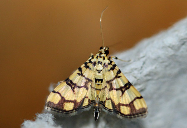 /filer/webapps/moths/media/images/C/callixantha_Pardomima_A_Voaden_02.jpg