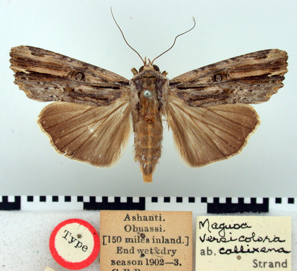 /filer/webapps/moths/media/images/C/callixena_Magusa_HT_BMNH.jpg