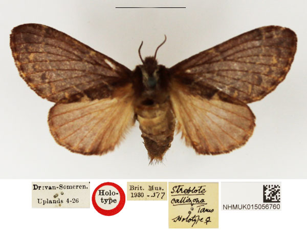 /filer/webapps/moths/media/images/C/callizona_Streblote_HT_NHMUK.jpg