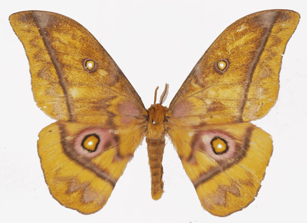 /filer/webapps/moths/media/images/C/callophthalma_Gonimbrasia_AM_Basquin.jpg