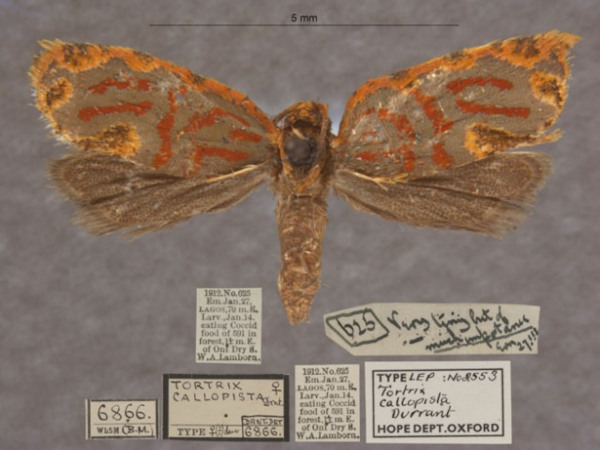/filer/webapps/moths/media/images/C/callopista_Russograptis_T_OUMNHa_01.jpg