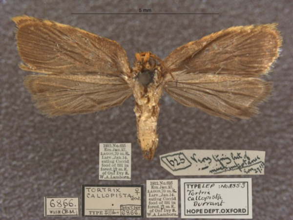 /filer/webapps/moths/media/images/C/callopista_Russograptis_T_OUMNHb_01.jpg