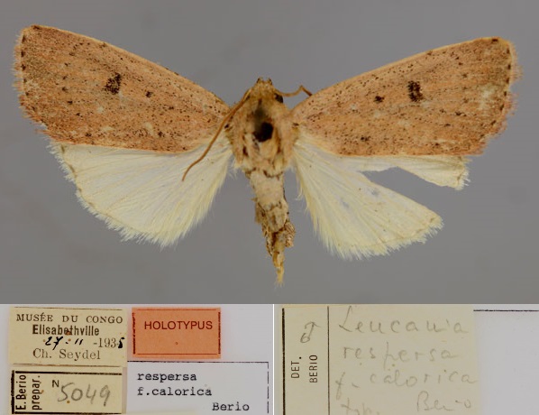 /filer/webapps/moths/media/images/C/calorica_Leucania_HT_RMCA_01.jpg