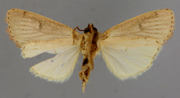 /filer/webapps/moths/media/images/C/calorica_Leucania_HT_RMCA_02.jpg