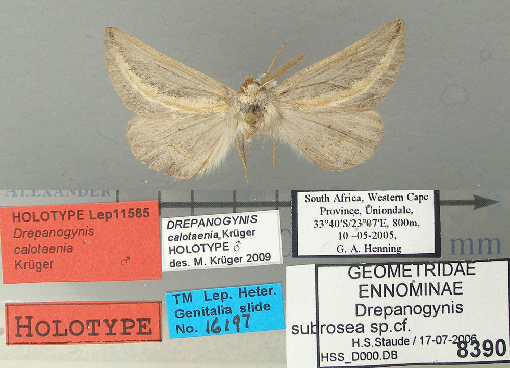 /filer/webapps/moths/media/images/C/calotaenia_Drepanogynis_HT_TMSA.jpg
