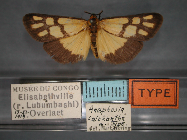 /filer/webapps/moths/media/images/C/caloxantha_Anaphosia_HT_RMCA_01.jpg