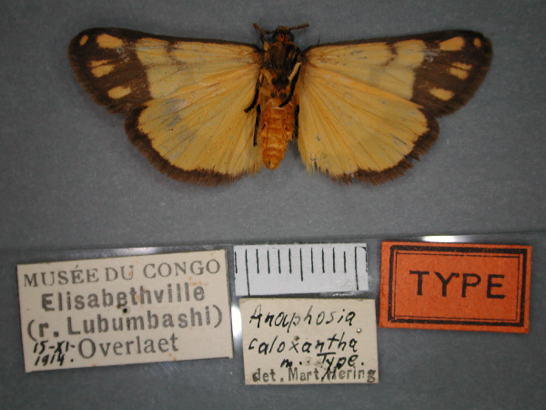 /filer/webapps/moths/media/images/C/caloxantha_Anaphosia_HT_RMCA_02.jpg