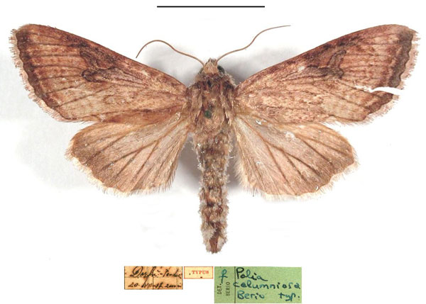 /filer/webapps/moths/media/images/C/calumniosa_Polia_HT_MSNM.jpg