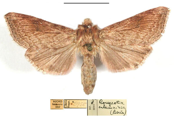 /filer/webapps/moths/media/images/C/calumniosa_Rougeotia_AM_MSNM.jpg