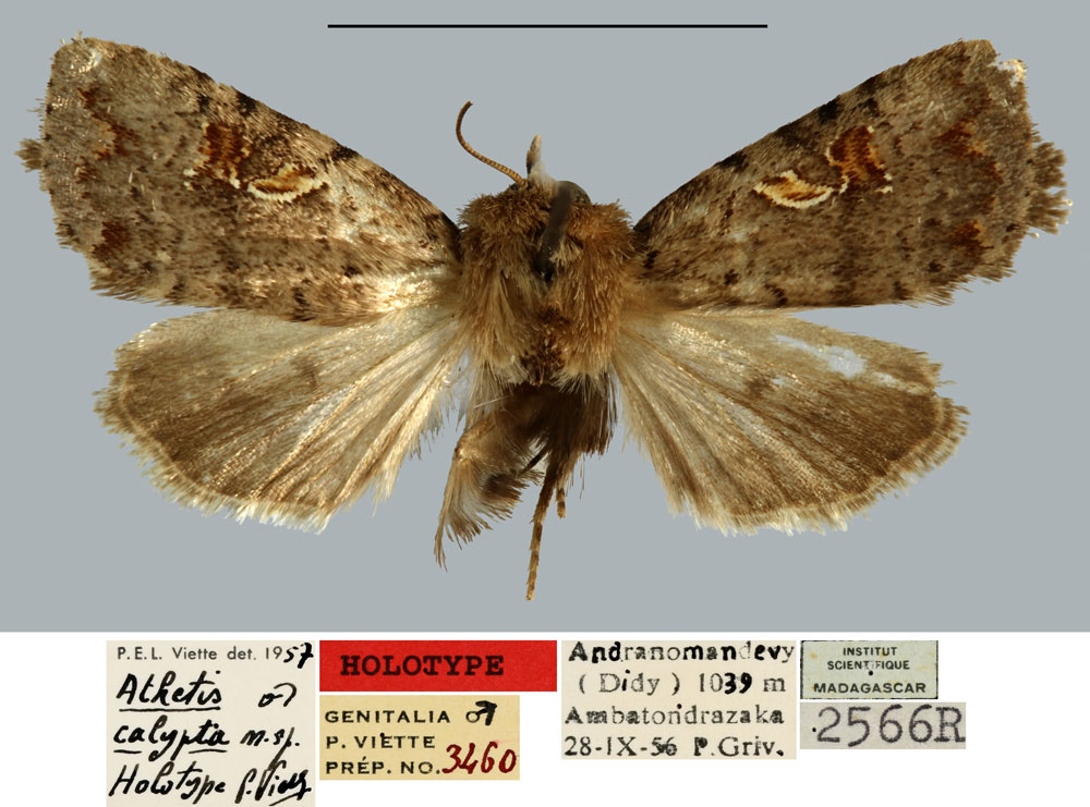 /filer/webapps/moths/media/images/C/calypta_Athetis_HT_MNHN.jpg