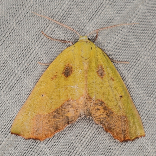 /filer/webapps/moths/media/images/C/cambogiaria_Sicyodes_A_Heyns_01.JPG