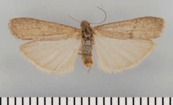 /filer/webapps/moths/media/images/C/camdeboo_Entephrilema_AF_TMSA.jpg