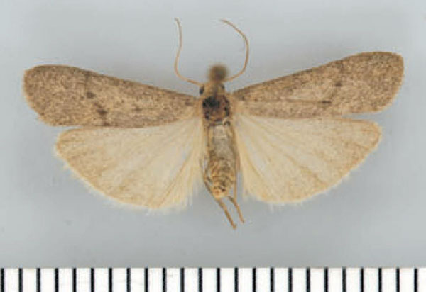 /filer/webapps/moths/media/images/C/camdeboo_Entephrilema_AM_TMSA.jpg