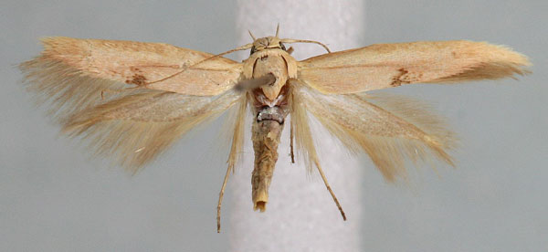 /filer/webapps/moths/media/images/C/camelella_Scythris_AF_NHMW.jpg