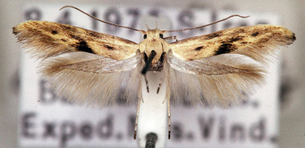 /filer/webapps/moths/media/images/C/camelella_Scythris_AM_NHMW.jpg