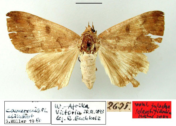 /filer/webapps/moths/media/images/C/cameronis_Ophiodes_HT_ZMHB.jpg