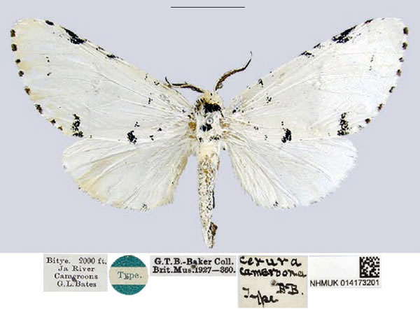 /filer/webapps/moths/media/images/C/cameroona_Cerura_HT_NHMUK.jpg
