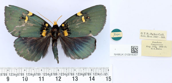 /filer/webapps/moths/media/images/C/cameroona_Egybolis_HT_BMNH.jpg