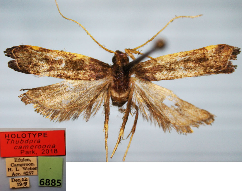 /filer/webapps/moths/media/images/C/cameroona_Thubdora_HT_CMP.jpg