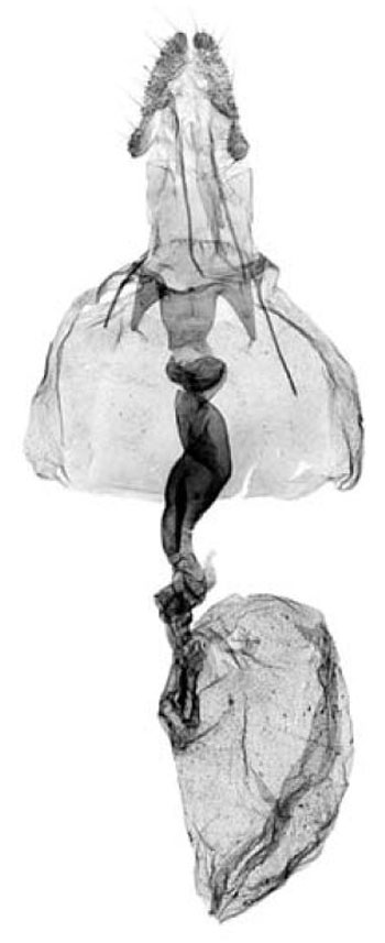 /filer/webapps/moths/media/images/C/cameroonana_Acleris_GFHT_RMCA.jpg