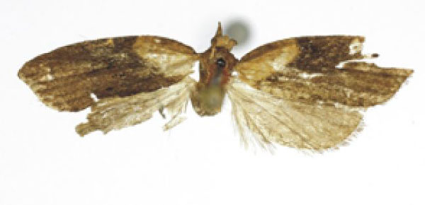 /filer/webapps/moths/media/images/C/cameroonana_Acleris_HT_RMCA.jpg