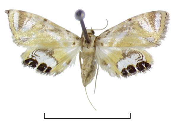 /filer/webapps/moths/media/images/C/cameroonensis_Eoophyla_HT_BMNH.jpg