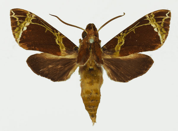 /filer/webapps/moths/media/images/C/camerounensis_Antinephele_AM_Basquin_02a.jpg