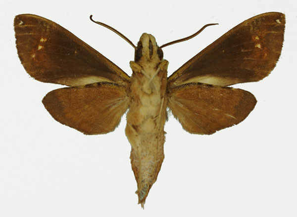 /filer/webapps/moths/media/images/C/camerounensis_Antinephele_AM_Basquin_02b.jpg